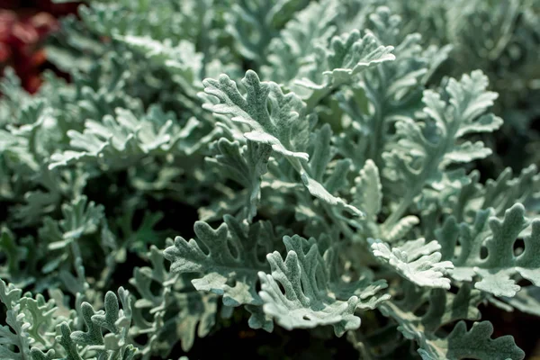 yeşil bir bitkinin yakın çekim