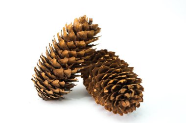 Beyaz arkaplanda çam kozalağı izole