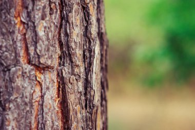 ağaç kabuğu dokusu arkaplanı