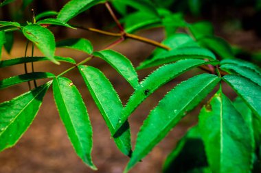 eğrelti otu doğal eko yeşil yaprak