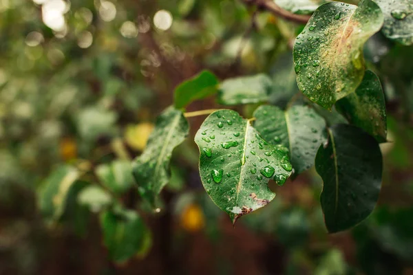 Yeşil yaprak arka planında su damlaları
