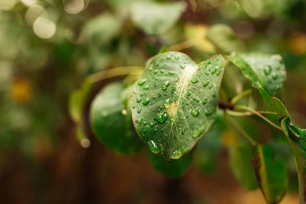 Gotas Agua Sobre Fondo Hoja Verde —  Fotos de Stock