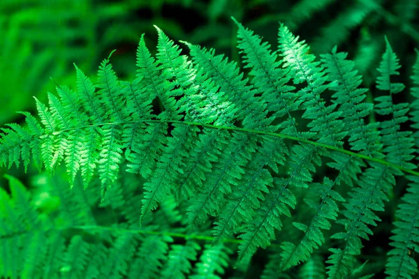 Πράσινο Φύλλο Από Φτέρη Φυσικό Οικολογικό — Φωτογραφία Αρχείου