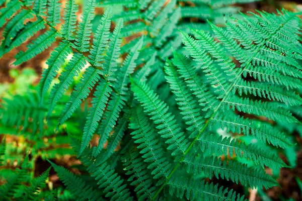 Daun Hijau Dari Eko Alami Pakis — Stok Foto