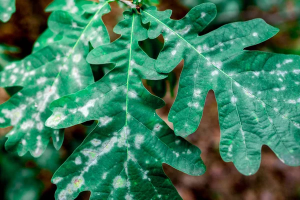 Зеленый Лист Папоротника Природной Эко — стоковое фото