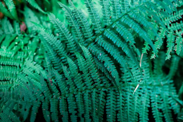 Green Leaf Fern Natural Eco — Stock Photo, Image