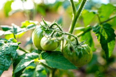 Bahçede yetişen yeşil domatesler