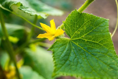 su damlaları ile yeşil yaprak salatalık