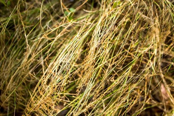 Yellow Dry Grass Background — Stock Photo, Image