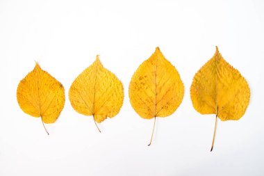 sonbahar yaprakları beyaz arkaplanda izole