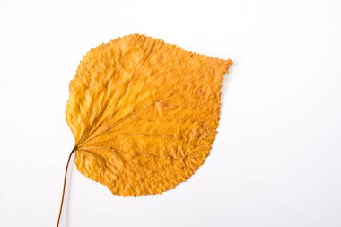 sonbahar yaprakları beyaz arkaplanda izole