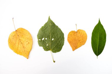 sonbahar yaprakları beyaz arkaplanda izole