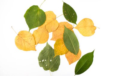 sonbahar yaprakları beyaz arkaplanda izole