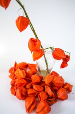 Beyaz arka plan üzerinde izole kırmızı physalis