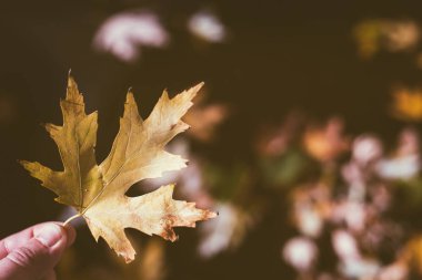 Sarı akçaağaç yaprakları sonbahar arka planında