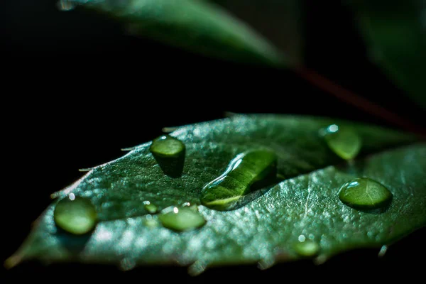 Gotas Água Uma Folha Verde Uma Fábrica — Fotografia de Stock