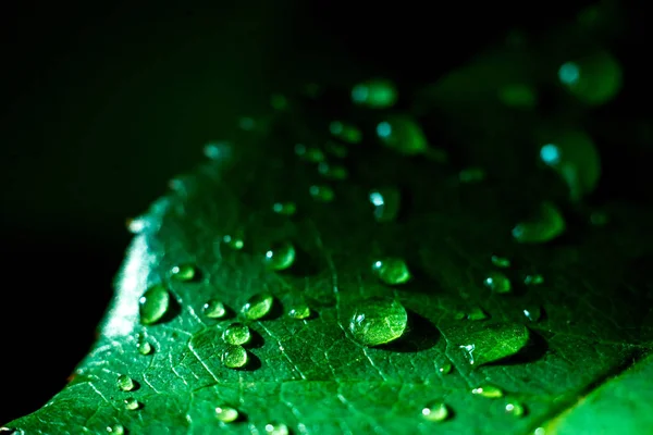 Gotas Água Uma Folha Verde Uma Fábrica — Fotografia de Stock