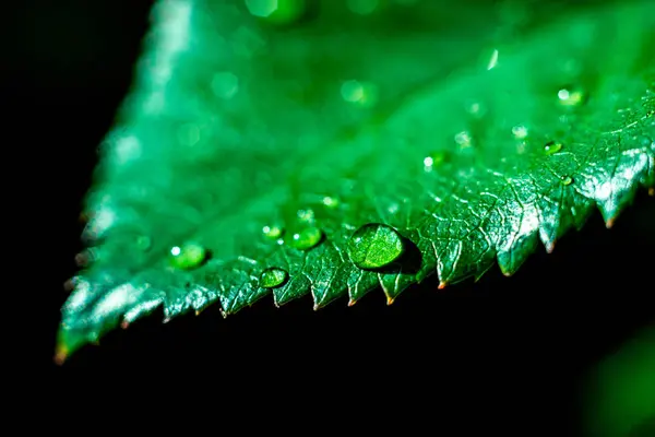 Las Gotas Del Agua Sobre Hoja Verde Planta — Foto de Stock