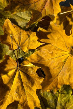 Koyu arkaplanda sarı akçaağaç yaprağı