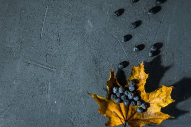 Karanlık bir sonbahar arka planında dikenli mavi meyveler