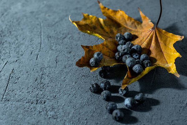 thorny blue berries on a dark autumn background