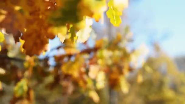 Gyönyörű őszi levelek lengenek a szélben — Stock videók