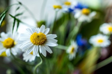 Güzel çiçek açan çiçekler ve papatyalar, kır çiçekleriyle dolu yaz manzarası. Seçici odak.