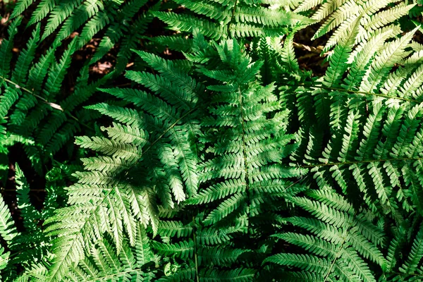 Λαμπερά Πράσινα Φύλλα Φτέρης Στο Δάσος Κάτω Από Τις Ακτίνες — Φωτογραφία Αρχείου