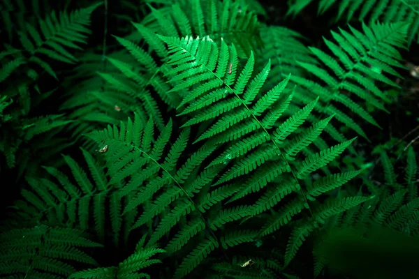 Ljusgröna Ormbunksblad Skogen Sommarsolens Strålar Naturlig Miljö — Stockfoto