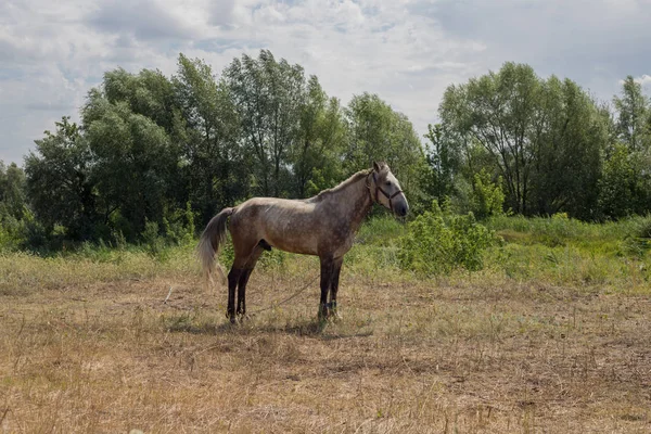 一匹马在草地上吃草 — 图库照片