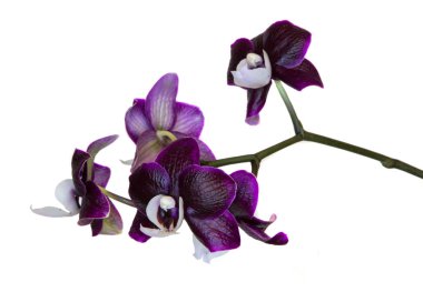 Koyu mor orkide beyaz merkezi ile izole üzerinde beyaz adam