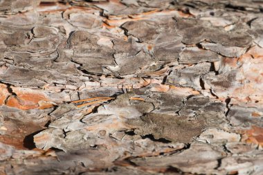 Tatlı bir yaşlı çam kabuğu dokusu