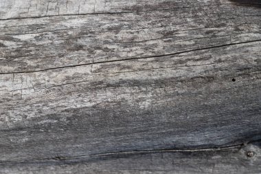 Doku yaşlı bir ağaç, closeup gövde