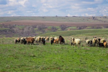 Otlakta otlayan koyun sürüsü