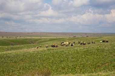 Otlakta otlayan koyun sürüsü