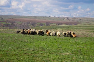 Otlakta otlayan koyun sürüsü