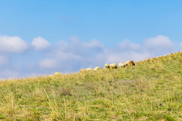 大きな緑の丘の斜面で放牧する羊の群れ — ストック写真