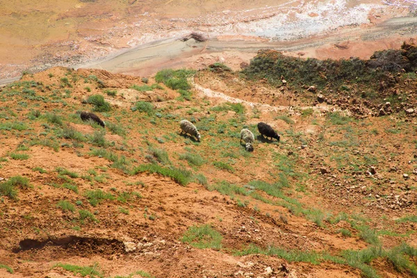 Büyük bir kil uçurumun yamacında otlayan bir koyun sürüsü 