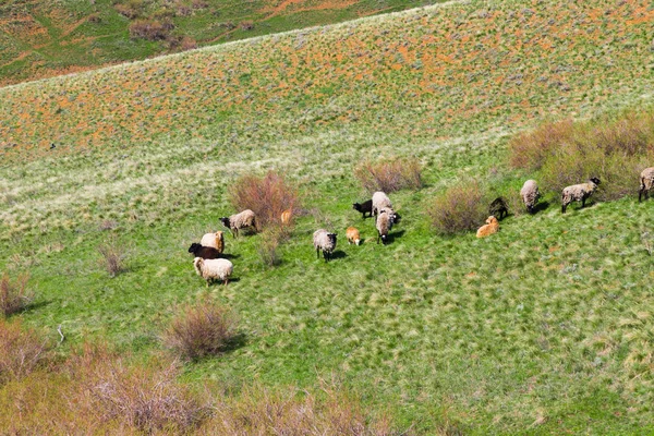 Troupeau Moutons Paissant Dans Prairie — Photo