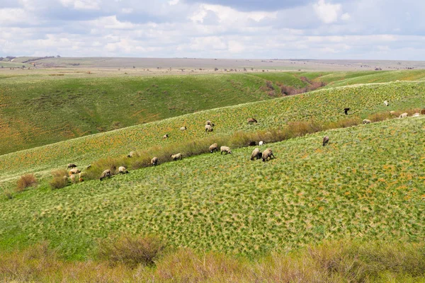 Стадо Овець Пасуться Лузі — стокове фото