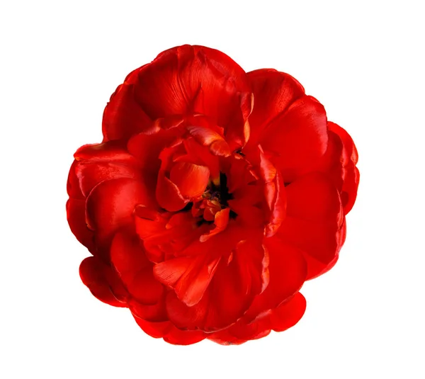 Beautiful Red Multi Leaved Tulip Isolated White Background Close — Stock Photo, Image