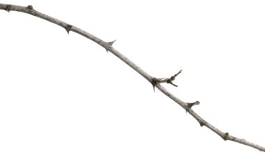 dikenli bir akasya ağacının kuru dalı. beyaz arka plan üzerinde izole
