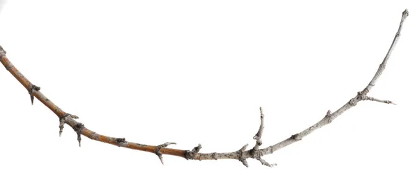 Ξηρό Κλαδί Δέντρου Απομονώνονται Λευκό Φόντο — Φωτογραφία Αρχείου