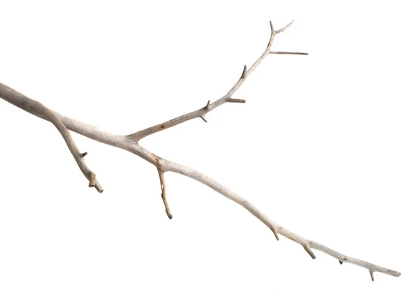 Dry Cracked Tree Branch Bark Isolated White Background — Stock Photo, Image