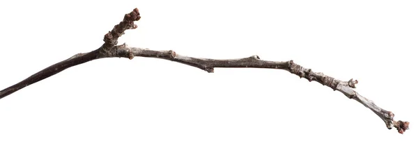 kuru çatlak ağaç dalı. beyaz arka plan üzerinde izole