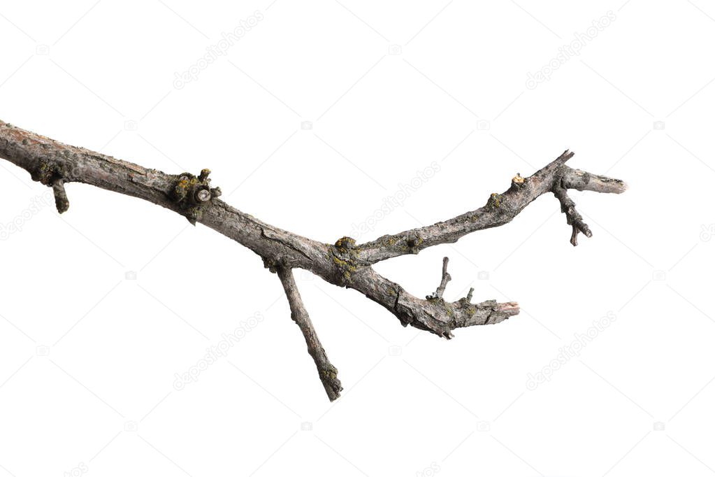 dry cracked  tree branch. isolated on white background