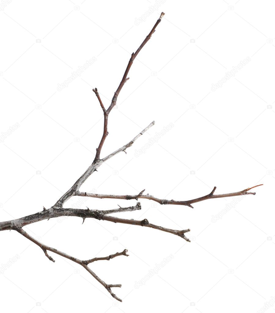 dry cracked  tree branch. isolated on white background