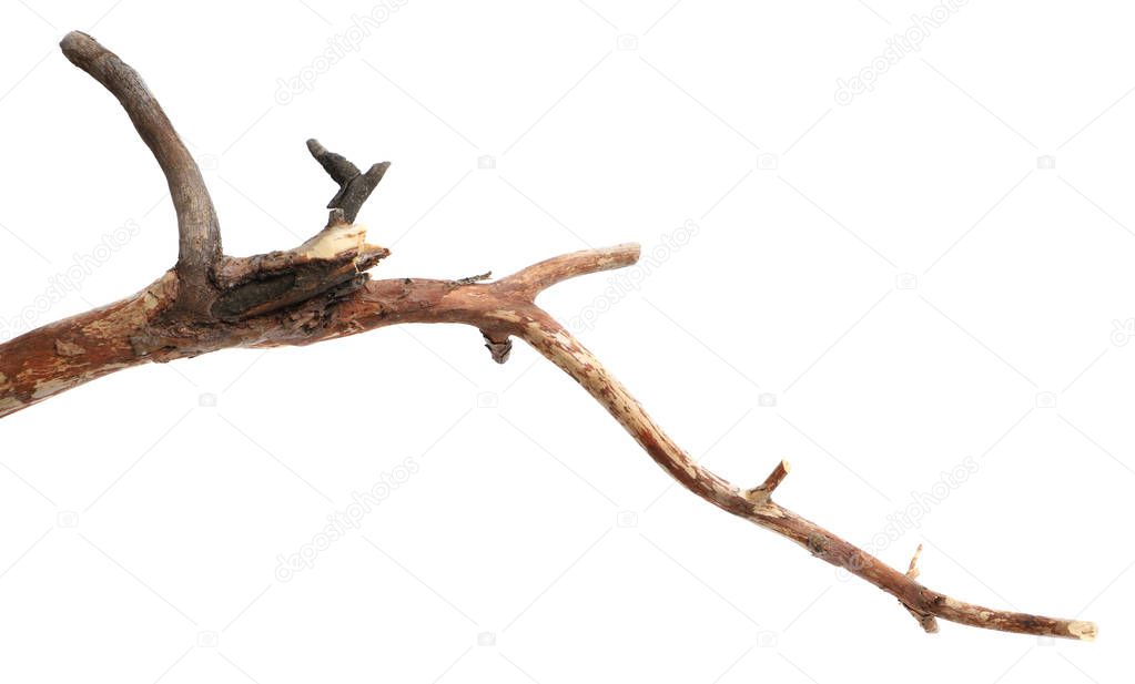 dry cracked tree branch without bark. isolated on white background