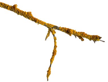 Eski kuru ahşap bir dalı sarı liken ile kaplıdır. Beyaz arka planda yalıtılmış.