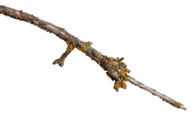 Eski kuru ahşap bir dalı sarı liken ile kaplıdır. Beyaz arka planda yalıtılmış.
